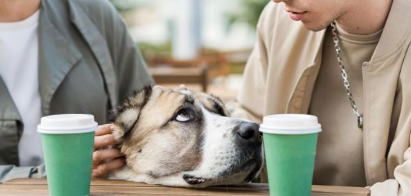 Вам когда-нибудь было жалко собаку, которая с тоской смотрит на ваш стакан? Прежде чем делиться своим напитком, помните...
