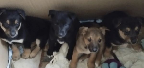 В Костроме рабочие раскопали теплотрассу и нашли в яме щенков