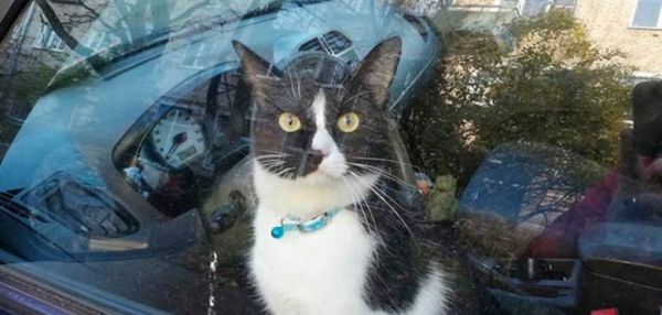 История о спасении кота Фунтика, запертого в машине