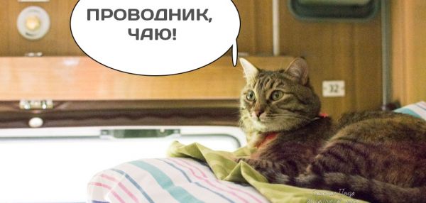 Домашним животным разрешат ездить в поездах без хозяев