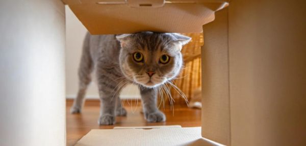 Пластиковая мания: зачем кошки грызут и лижут пакеты