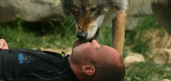 Маугли наоборот: норвежец воспитал четырех волков и стал «вожаком стаи»