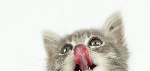 Безупречно чисто: почему кошки так любят умываться?