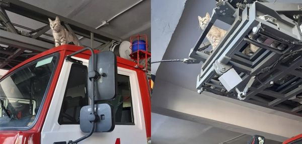 Цифра дня: в пушистом отряде МЧС уже более 300 котиков