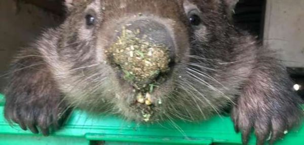 Вомбат, спасенный и отпущенный в дикую природу, вернулся в приют, чтобы красть еду