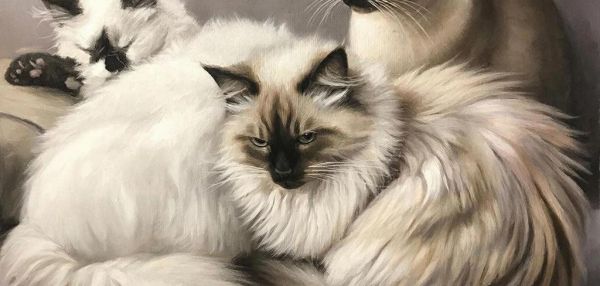 Самые нежные кошки: топ-10 пушистых компаньонов