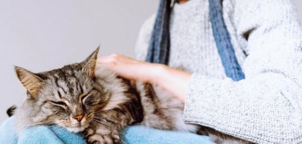 Даже кусочек: 7 причин не угощать кошку и собаку блинами