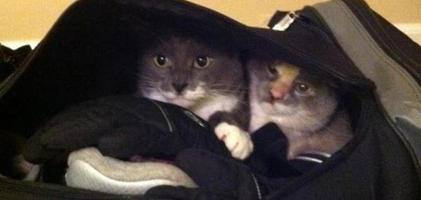 15 животных, которые отказываются верить, что их не берут с собой