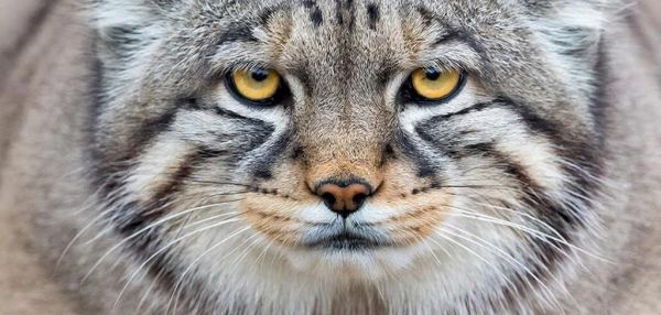 10 неожиданных фактов о манулах, которые вы могли не знать