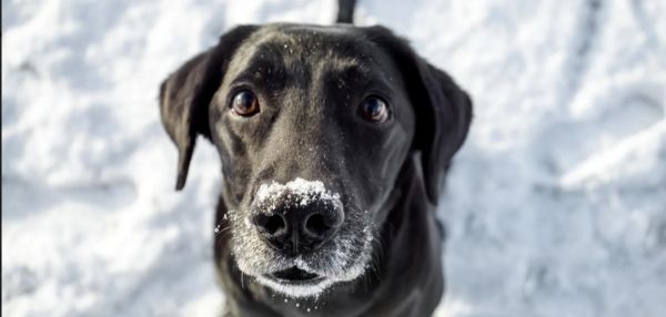 Собака боится снега: почему и как помочь