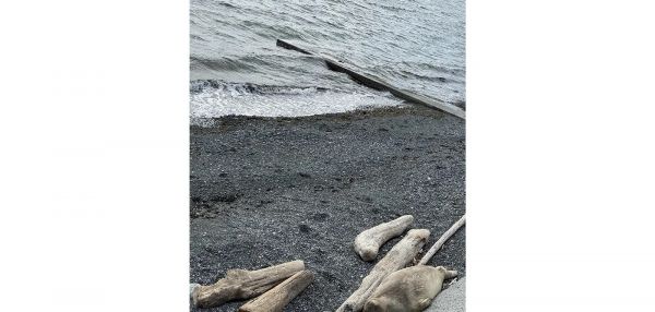 Только самые внимательные найдут зверя за 10 секунд