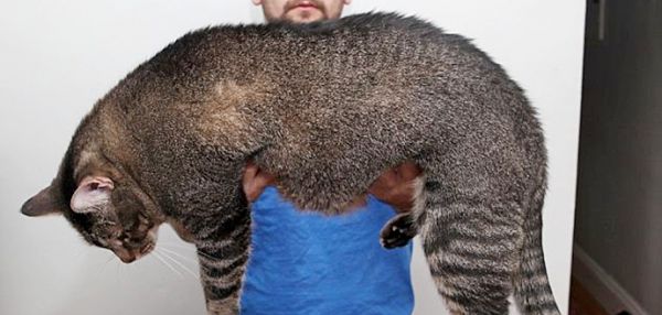 Огромный котозавр Рекс