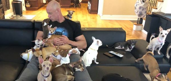 Бодибилдер и его 37 чихуахуа: мужчина смеялся над маленькими собаками, но что-то пошло не так