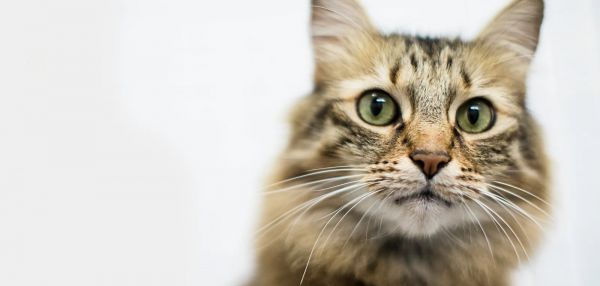 Француженку посадили в тюрьму за то, что у нее много животных