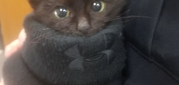 Полицейский спас из снежного сугроба котенка и оставил у себя