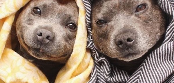 Что делать, если Вами найдена собака или кошка?