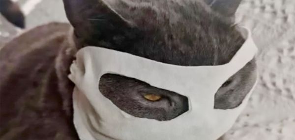 Ученые исключили возможность заражения коронавирусом через домашних животных