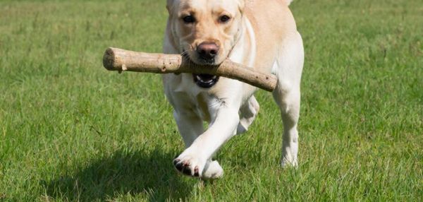 Фундамент счастливой жизни: как правильно социализировать щенка и вырастить уверенную собаку