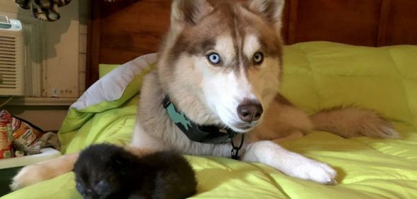 Хаски спасла семерых котят, брошенных в лесу в коробке