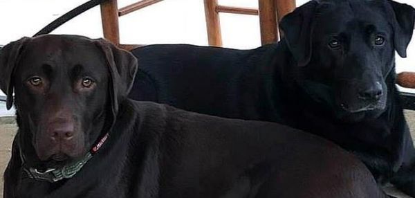 Два лабрадора вызвали помощь, когда их хозяйка слегла с инсультом