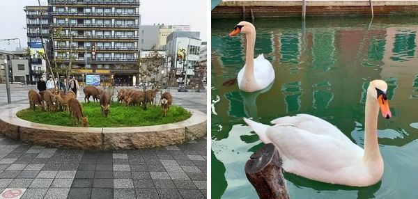 Карантин улучшил экологию и привел в города диких животных