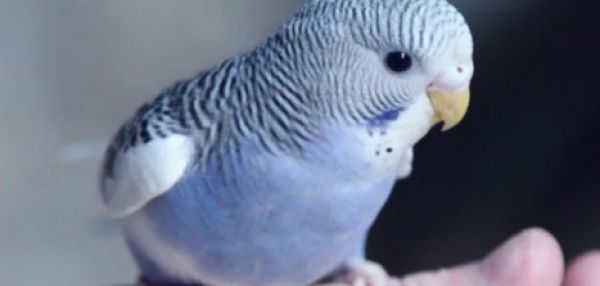 Птица в доме: 8 причин завести пернатого друга