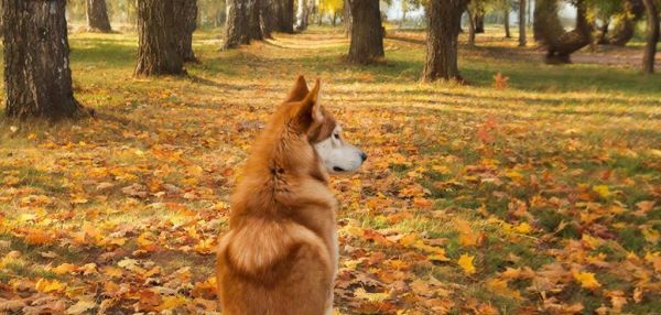 Осенние прогулки с собакой: как сохранить радость и безопасность в сезон ярких красок