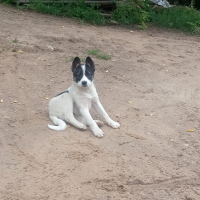 Отдам в добрые руки:  собака щенков