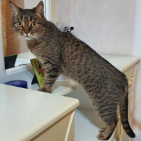 Потеряно:  кошка