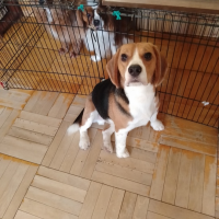 Отдам в добрые руки:  собаку