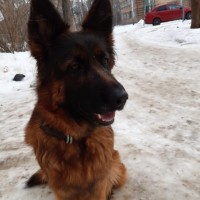 Пропала немецкая овчарка УЛЬЯНОВСК