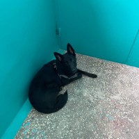 Найдена собака