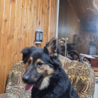 Отдам в добрые руки:  овчар