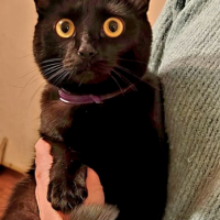 Отдам в добрые руки:  кошeчка