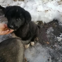 Потеряно:  щенка собака щенок