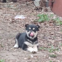Потерялся щенок