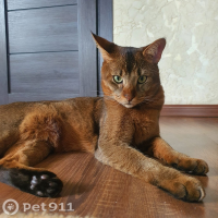 Потеряно:  кошка кошку