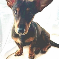 Найдено:  кобель