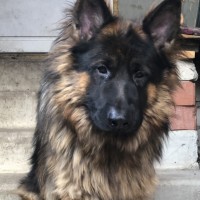 пропала собака