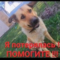 Пропала собака на трассе м12 434км