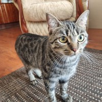 Камышовый кот, Брянск, Спартаковская ул.