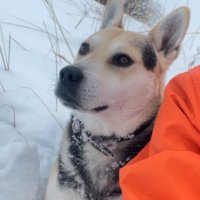 Потеряно:  собака пес