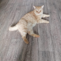 Отдам в добрые руки:  котик