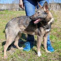 Потеряно:  собака