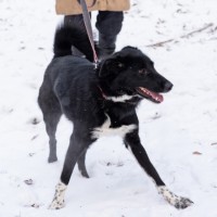 Собака в хорошие руки