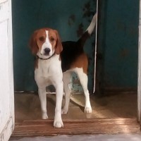 Потерялась собака эстонская гончая