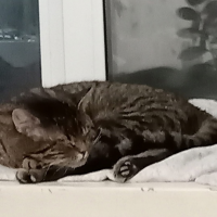 Отдам в добрые руки:  кот