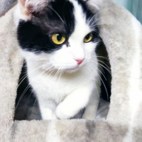 Отдам в добрые руки:  носик