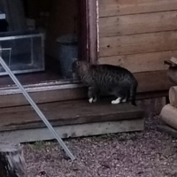 Потеряно:  котик