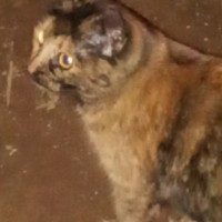 Найдена кошка